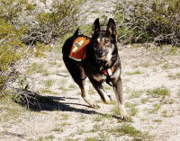 De bonnes qualités physiques et psychiques