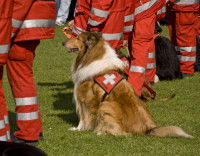 La formation initiale