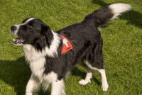 L'histoire des chiens de recherche et de sauvetage