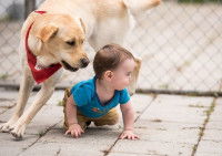 Un Labrador marche aux côtés d'un bébé