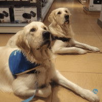 Deux chiens d'aide aux handicapés couchés