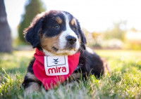 Chien de soutien couché dans l'herbe
