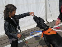 Chien de soutien qui joue avec une petite fille