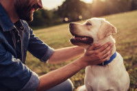 Labrador caressé par son maître à l'extérieur