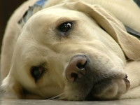 Un Labrador couché