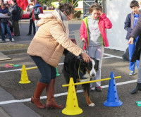 Entrainement d'un Border Collie sur un parking 