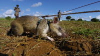 Rat démineur reniflant le sol