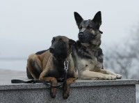 Deux chiens en posture couchée sur un muret dont un en muselière
