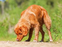 Gros chien brun clair reniflant le sol