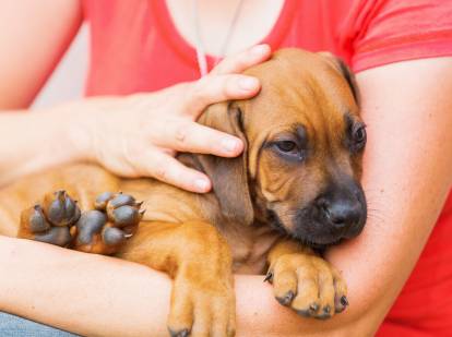 Dressage de chiens: Les 5 questions incontournables sur la cage – Cours &  Dressage pour chien, comportement canin à Montréal et Québec !