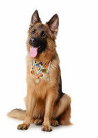 Le statut du chien policier