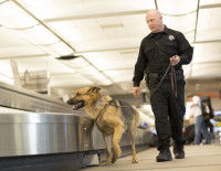 La vie et la carrière du chien policier
