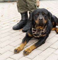 Les races de chiens d’intervention
