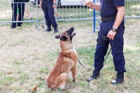 Les qualités requises pour un chien policier mordant