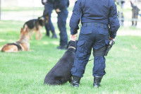 Les modalités de sélection des chiens policiers mordants