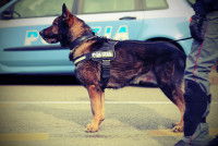 Les différents types de chien policier « mordant »