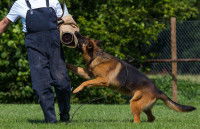 Les différents types de chien policier « mordant »