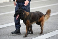 Les différents types de chien policier « mordant »