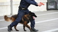 La formation des chiens policiers de la Gendarmerie Nationale française