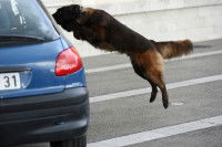 La formation des chiens policiers du RAID