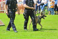 La formation des chiens policiers municipaux en France