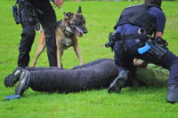 La formation des chiens policiers en Belgique