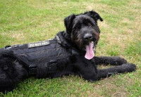 La formation des chiens policiers en Suisse