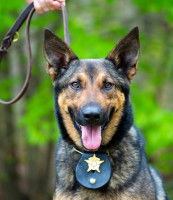 La formation des chiens policiers au Canada