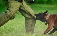 L’entraînement des chiens policiers mordant