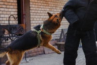 Les différents types de chien policier « mordant »