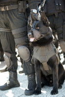 Les chiens policiers sont-ils vraiment efficaces ?