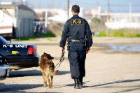 Les différents types de chien policier « mordant »