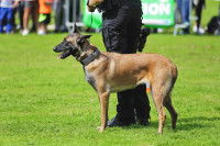 Les différents types de chien policier « mordant »