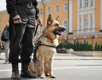Le chien d’intervention et de défense
