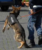 Le chien d’assaut