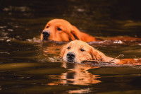 Deux Golden Retrievers nagent dans un lac