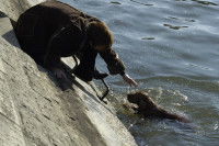 Un homme aide un chien en train de se noyer