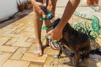 Une femme rince son chien avec un tuyau d'arrosage