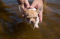 Un homme met son chien dans l'eau