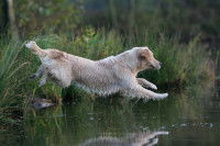 Un chien plonge dans une rivière