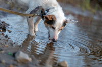 Un chien boit l'eau d'une flaque