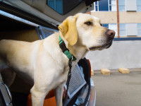 Les modalités de sélection des chiens de recherche d’explosifs