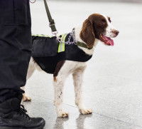 Les qualités requises pour un chien de recherche d’explosifs