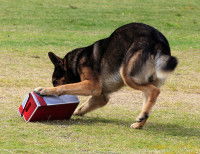 La formation des chiens de recherche d’explosifs