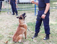 L’entraînement des chiens de recherche d’explosifs