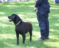 Les services de formations spécifiques à la détection d’explosifs