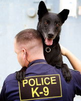 Les qualités requises pour un chien de recherche de stupéfiant