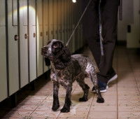 Les chiens de recherche de stupéfiants (drogues illicites)