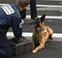 La formation des chiens en Belgique