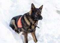 Le cas particulier des chiens de sauvetage en montagne